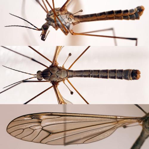 Tipula montium